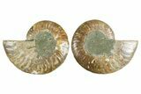 Cut & Polished Crystal-Filled Ammonite Fossil - Madagascar #354147-1